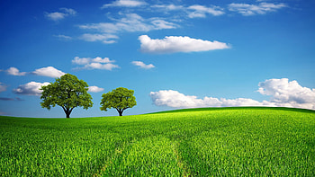 Green pastures, Lush landscapes, Rolling hills, Calm surroundings HD wallpaper