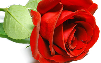 Plants, Flowers, Roses, Postcards HD wallpaper