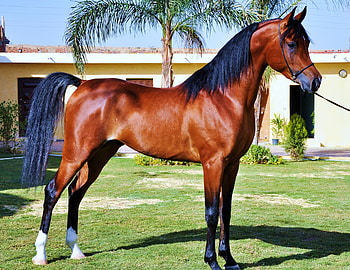 Handsome champ, black, pose, brown, strength, stallion, beauty HD wallpaper