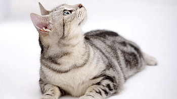 Animals, Cat, Striped, Sight, Opinion, Curiosity HD wallpaper