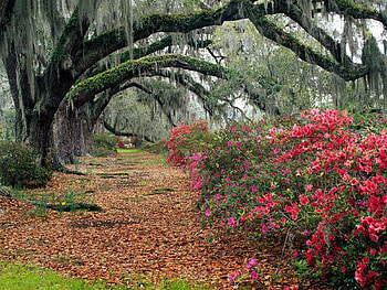 Plants, Landscape, Flowers, Trees, Roads HD wallpaper