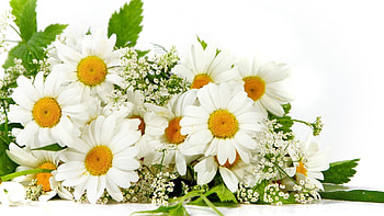 Plants, Flowers, Camomile HD wallpaper