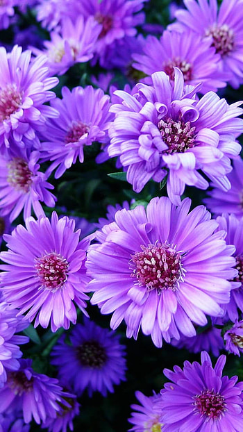 Purple Zinnias, purple flower, nature, flower HD phone wallpaper