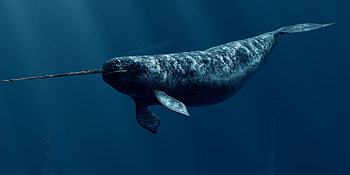 Narwhal , Best design, Whimsical charm, beauty HD wallpaper