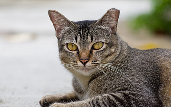 Animals, Cat, To Lie Down, Lie, Muzzle, Nice, Sweetheart HD wallpaper