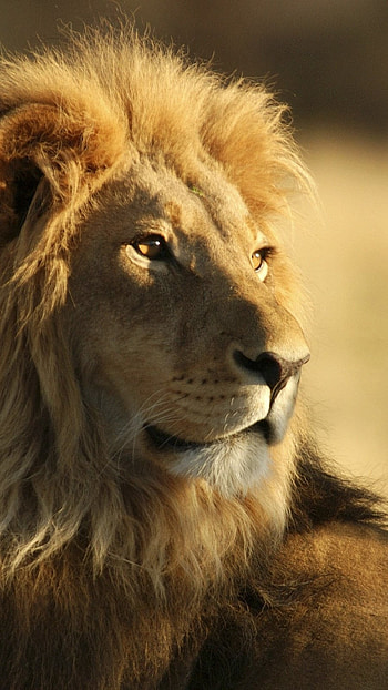 Lion , Sitting, Lion HD phone wallpaper
