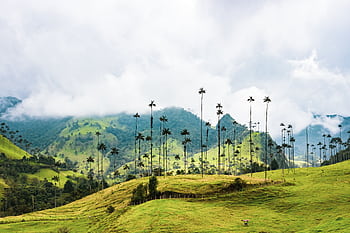 Beautiful view of the Valle de Cocora with iconic wax palms and lush green hills in Colombia. HD wallpaper