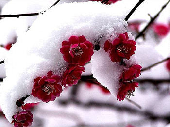 Peeping Out, white, snow, red, branches, flowers HD wallpaper