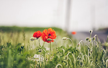 Flowers, Grass, Leaves, Macro, Petals HD wallpaper