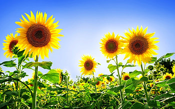Plants, Sunflowers HD wallpaper