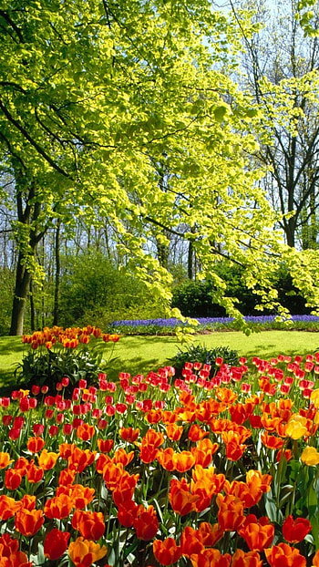 Floral paradise, Vibrant flowers, Nature's artwork, Breathtaking beauty HD phone wallpaper