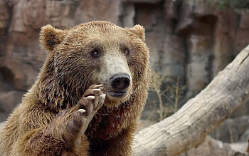 Animals, Muzzle, Bear, Sight, Opinion, Gesture, Paw HD wallpaper
