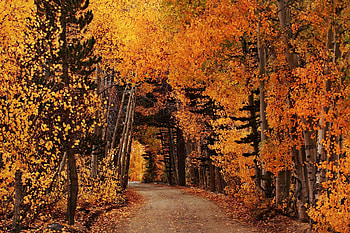 Autumn Forest, nature, Autumn, Forest, tree HD wallpaper