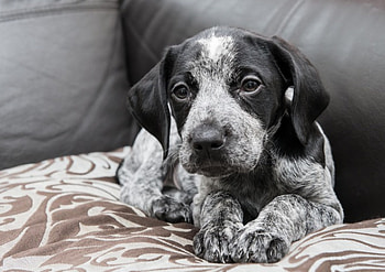 * Dog *, dog, animal, dogs, animals HD wallpaper