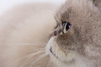 Animals, Cat, Fluffy, Pet, Grey, Sight, Opinion HD wallpaper