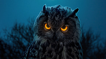 Owl Glowing Eyes, owl, birds, animals HD wallpaper