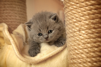 Animals, Kitty, Kitten, Muzzle, Sadness, Sight, Opinion, Sorrow HD wallpaper