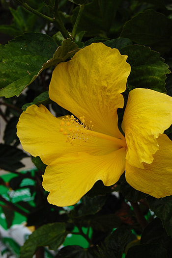 Hawaiian hibiscus, Hibiscus HD phone wallpaper