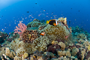 Coral reef paradise, Gudmundur Fridriksson's blog, World's snorkeling mecca, Breathtaking underwater wonder HD wallpaper