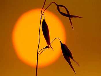 sunset, wheat, grass, lonely, orange HD wallpaper