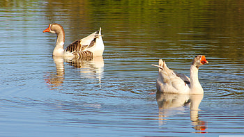 Goose in ultra , Breathtaking , Stunning , Feathered beauty HD wallpaper