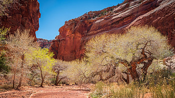 Cottonwoods in a canyon, Utah, landscape, trees, rocks, usa, sky HD wallpaper