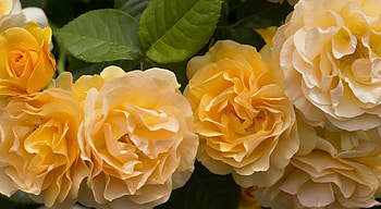 Roses, nature, flowers, pretty HD wallpaper