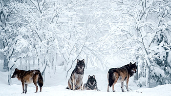 Wolfpack, branches, trees, winter, snow, wolves HD wallpaper