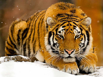 Snow tiger, winter, animal, tiger, snow, feline HD wallpaper