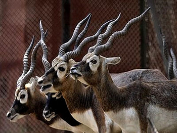 FRIENDS, elegant, animal, friedship, beautiful, wild HD wallpaper