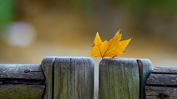 Autumn macro, Maple leaf, Natural details, Up-close beauty HD wallpaper