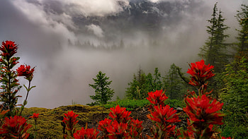 Misty Morning, fog, mountains, wildflowers, landscape, clouds, trees HD wallpaper