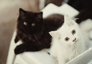 Cats, Pet, Cat, Animal HD wallpaper