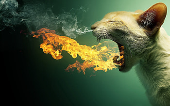 Funny Cat Fire Animal HD wallpaper