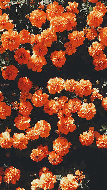 Orange Aesthetic, Beautiful Flowers Aesthetic HD phone wallpaper