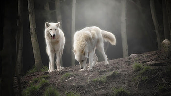wolves, , windows HD wallpaper