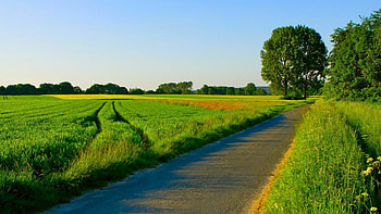 Green meadow, Summer HD wallpaper