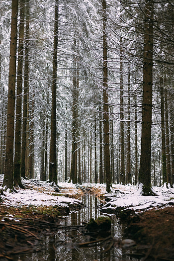 Winter, Nature, Trees, Pine, Snow, Forest, Creek, Brook HD phone wallpaper