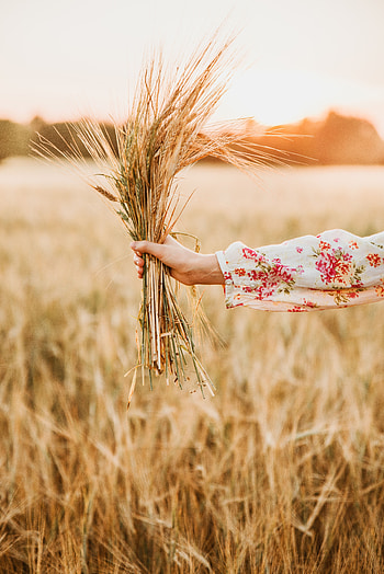 Cones, Hand, Miscellanea, Miscellaneous, Bouquet, Field, Spikelets, Barley HD phone wallpaper