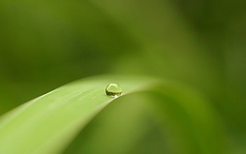 Macro, Light, Surface, Sheet, Leaf, Light Coloured, Drop HD wallpaper