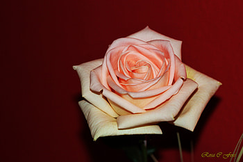 The rose, garden, nature, flowers, roses HD wallpaper