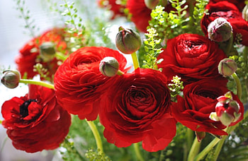 * Red asian buttercup *, bouquet, flower, red, nature, flowers HD wallpaper
