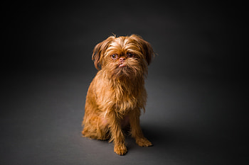 Brussels Griffon, Pet graphy, Loyal and lavish, Waco Texas HD wallpaper