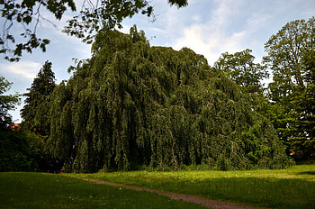 Big Tree, r, wide, park, path HD wallpaper