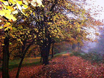 Early Autumn morning, trees, autumn, park, path HD wallpaper