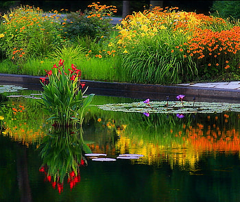 Autumn pond, grass, gold, orange, reflections, yellow, red, flowers, water, pond HD wallpaper