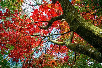 Colorful Autumn Tree Leaves, Leaves, Trees, Fall, Nature, Autumn, Colorful HD wallpaper