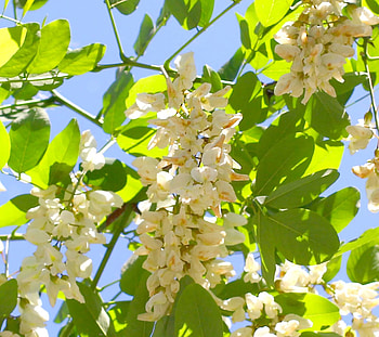 White flowers acacia, CC license , , Breathtaking beauty HD wallpaper
