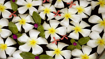White Plumeria, , plumeria, nature, flowers HD wallpaper