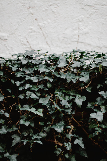 Nature, Plant, Wall, Loach, Ivy HD phone wallpaper